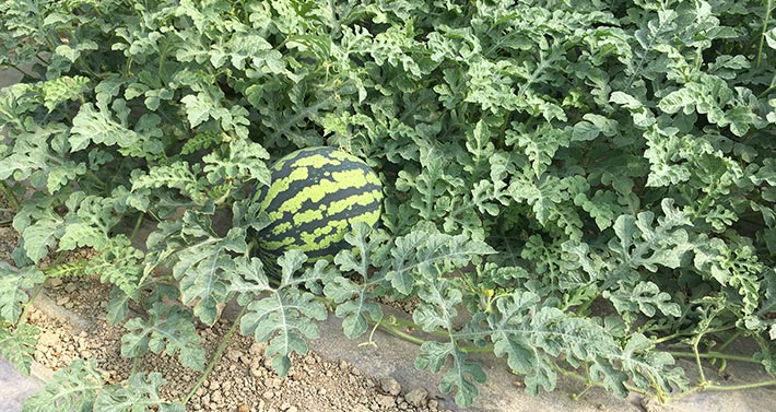 Az. Agr. Bartoli Ivan and William: watermelon plant with PGI watermelon type Miyako