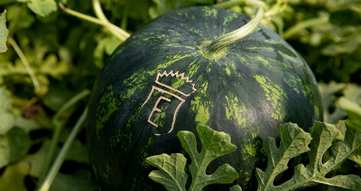 Azienda Agricola La Palazzina – I frutti del Conte Guarienti. Primo piano anguria o cocomero Azienda Agricola La Palazzina - I frutti del Conte Guarienti. Primo piano anguria o cocomero