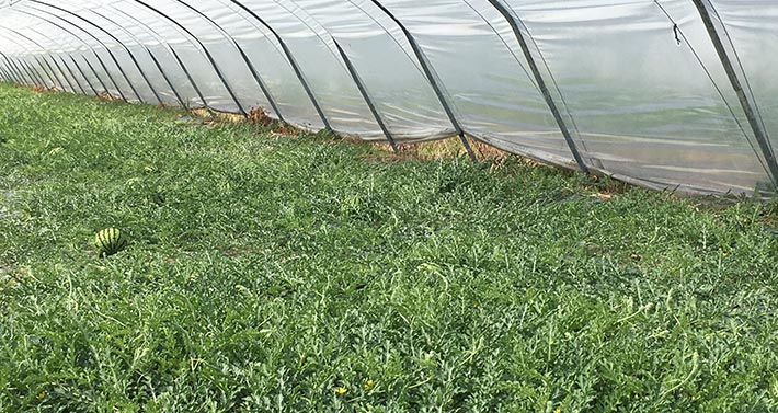 Marco Lanzi Agricultural Company: internal watermelon greenhouse with large watermelon