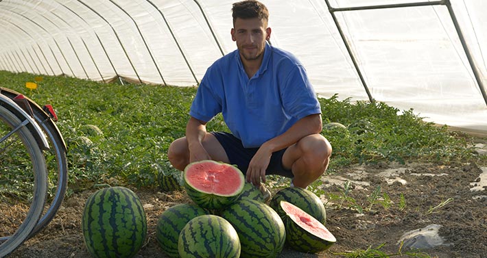 Massimo Scarlassara in a greenhouse with freshly picked watermelons and an open one to check the quality