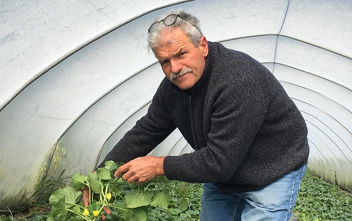 Azienda Agricola Torelli Mauro: Mauro in serra mostra piante di melone