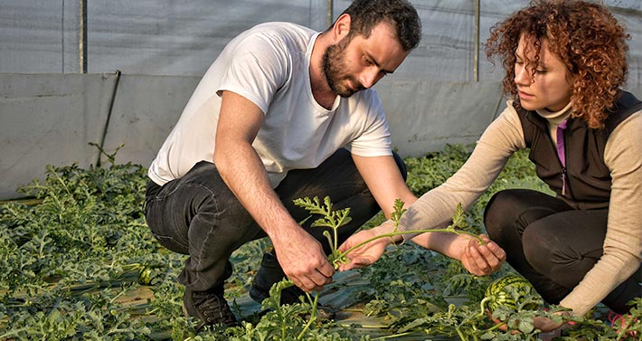 Zone Vocate: Daniele and Giulia Anceschi, owners of the farm, control watermelon plants