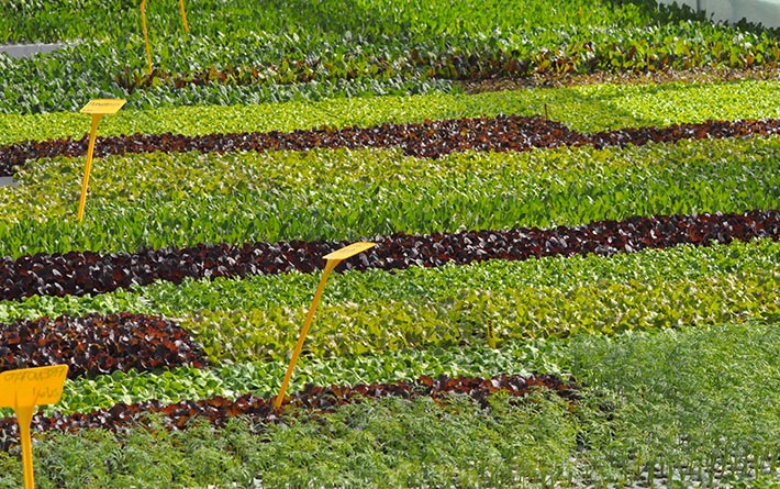 Azienda Orticola Codeluppi Pietro distesa di piante da orto: insalata. Azienda Orticola Codeluppi Pietro distesa di piante da orto: insalata.