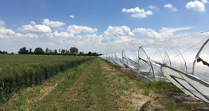 Row of greenhouses in the countryside of Novellara (RE)