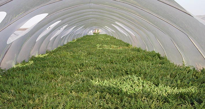 Bartoli Roberto and Federico Agricultural Society: greenhouse with watermelon plants.