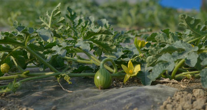 Società Agricola Brioni: plant with freshly formed watermelon and flowers