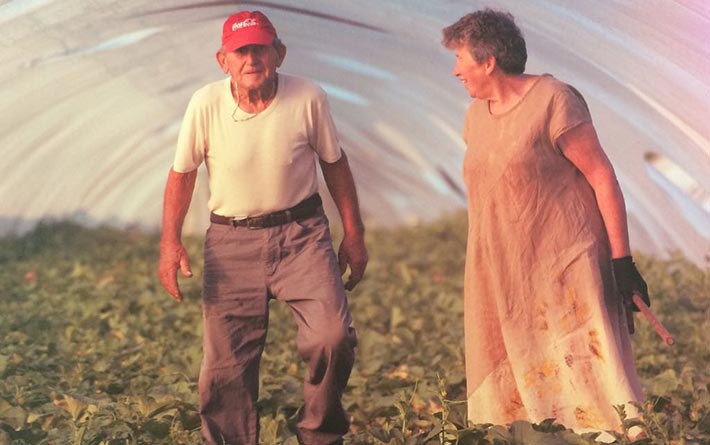 The Brioni in a greenhouse of watermelons