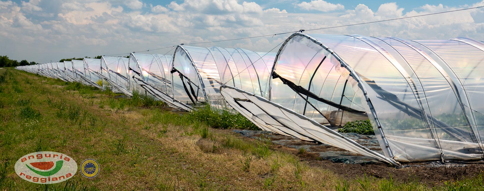 Watermelon greenhouses in the countryside of Novellara (RE)